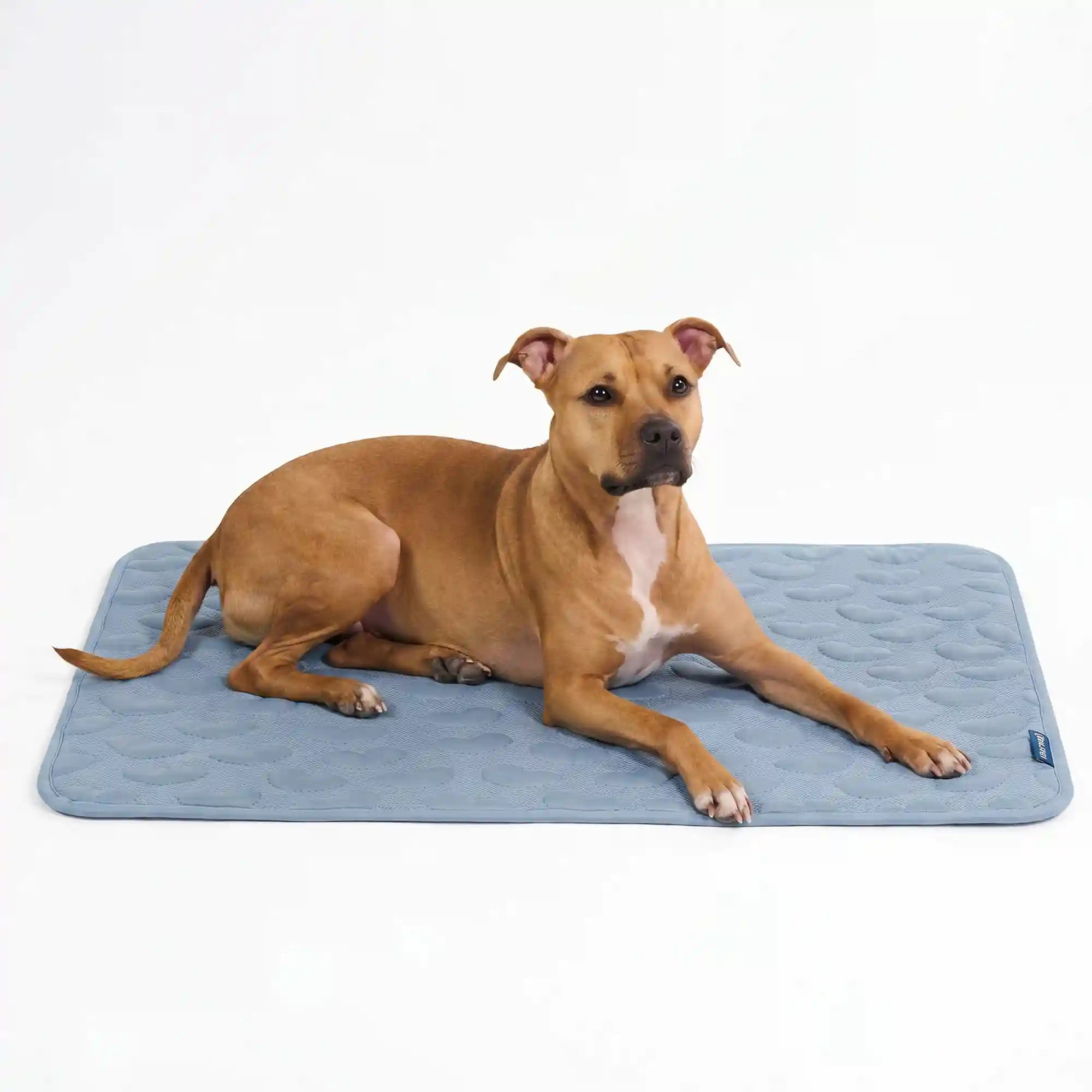 sparkpawsmaut.com