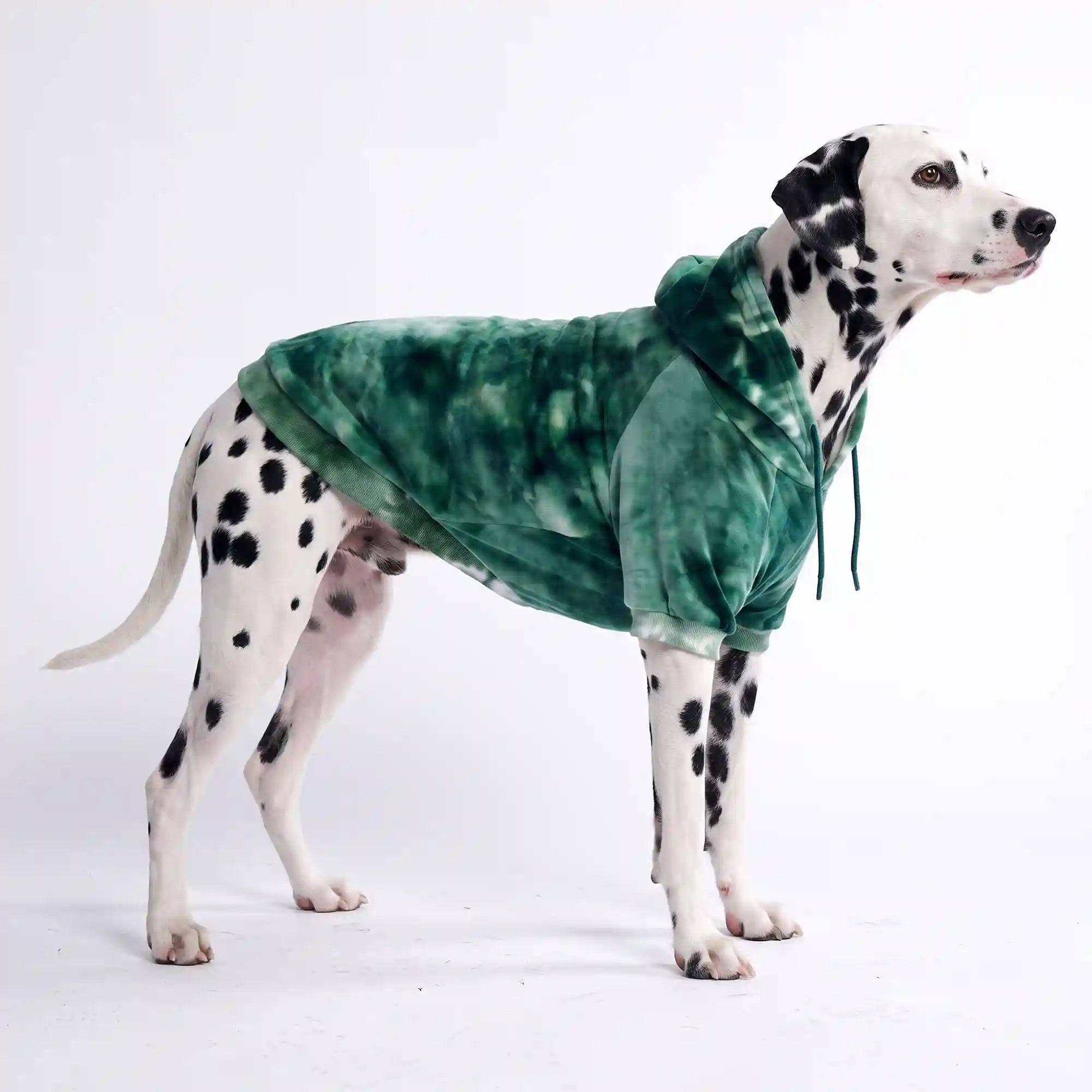 sparkpawsmaut.com