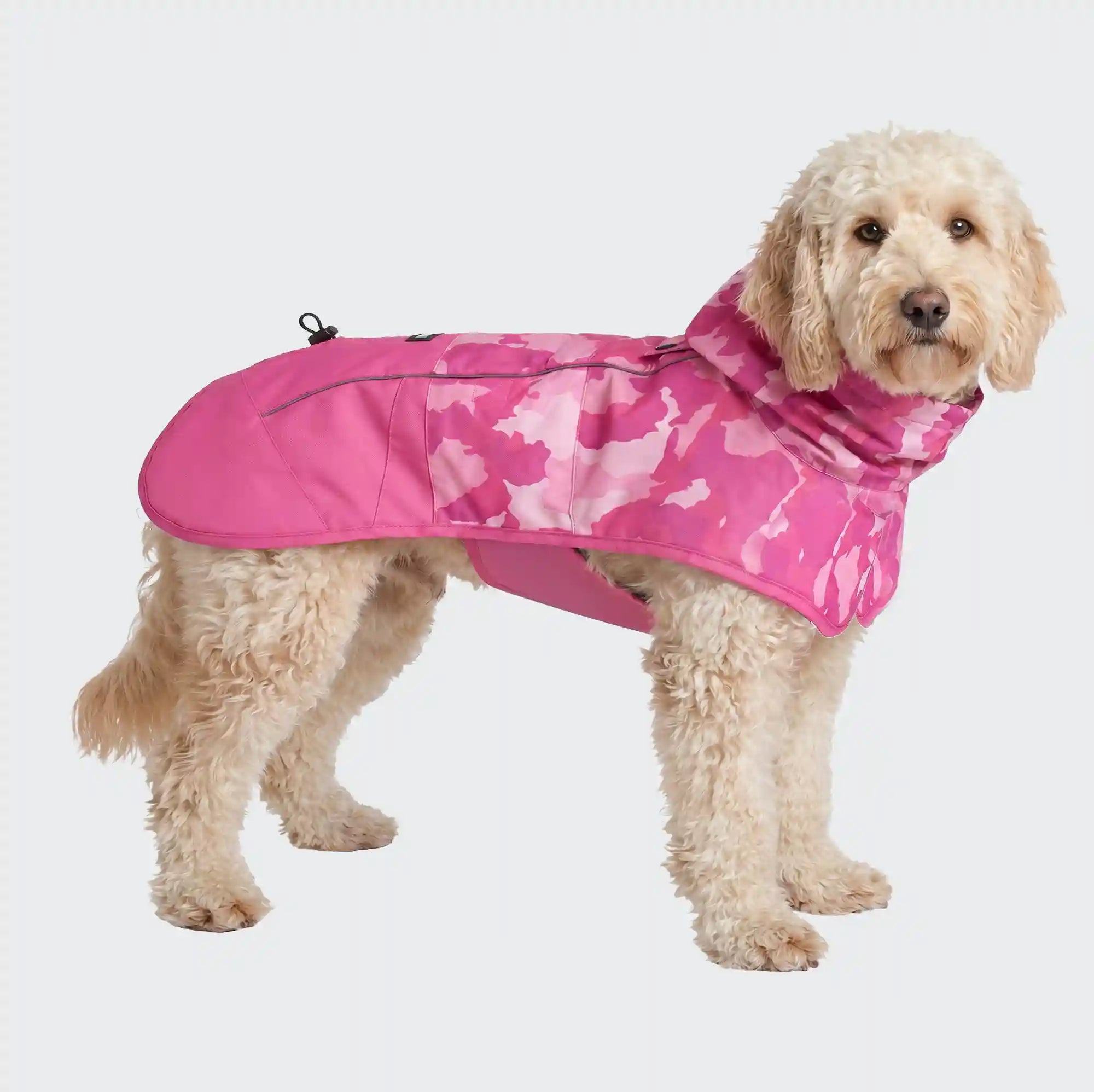 sparkpawsmaut.com