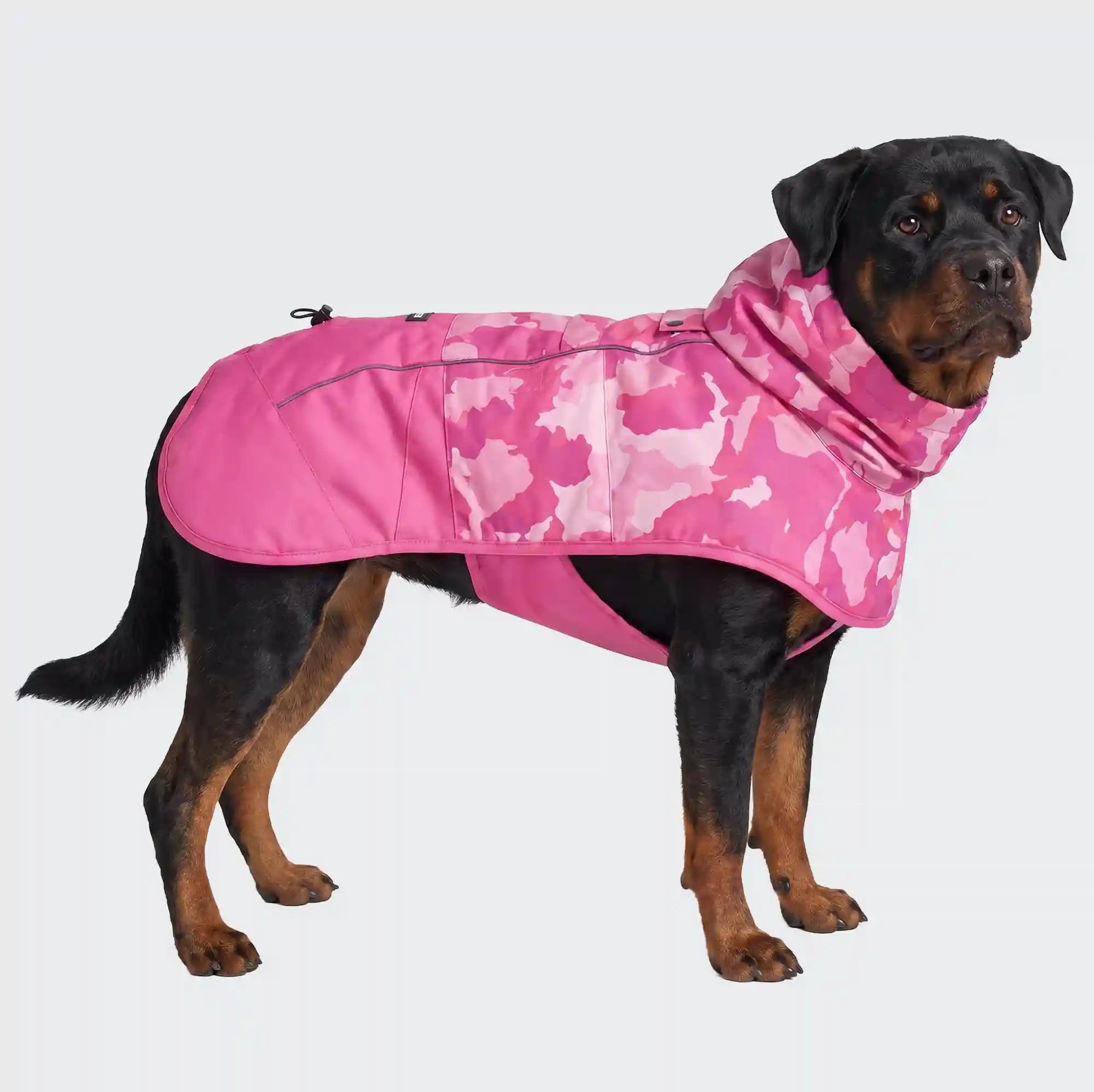 sparkpawsmaut.com