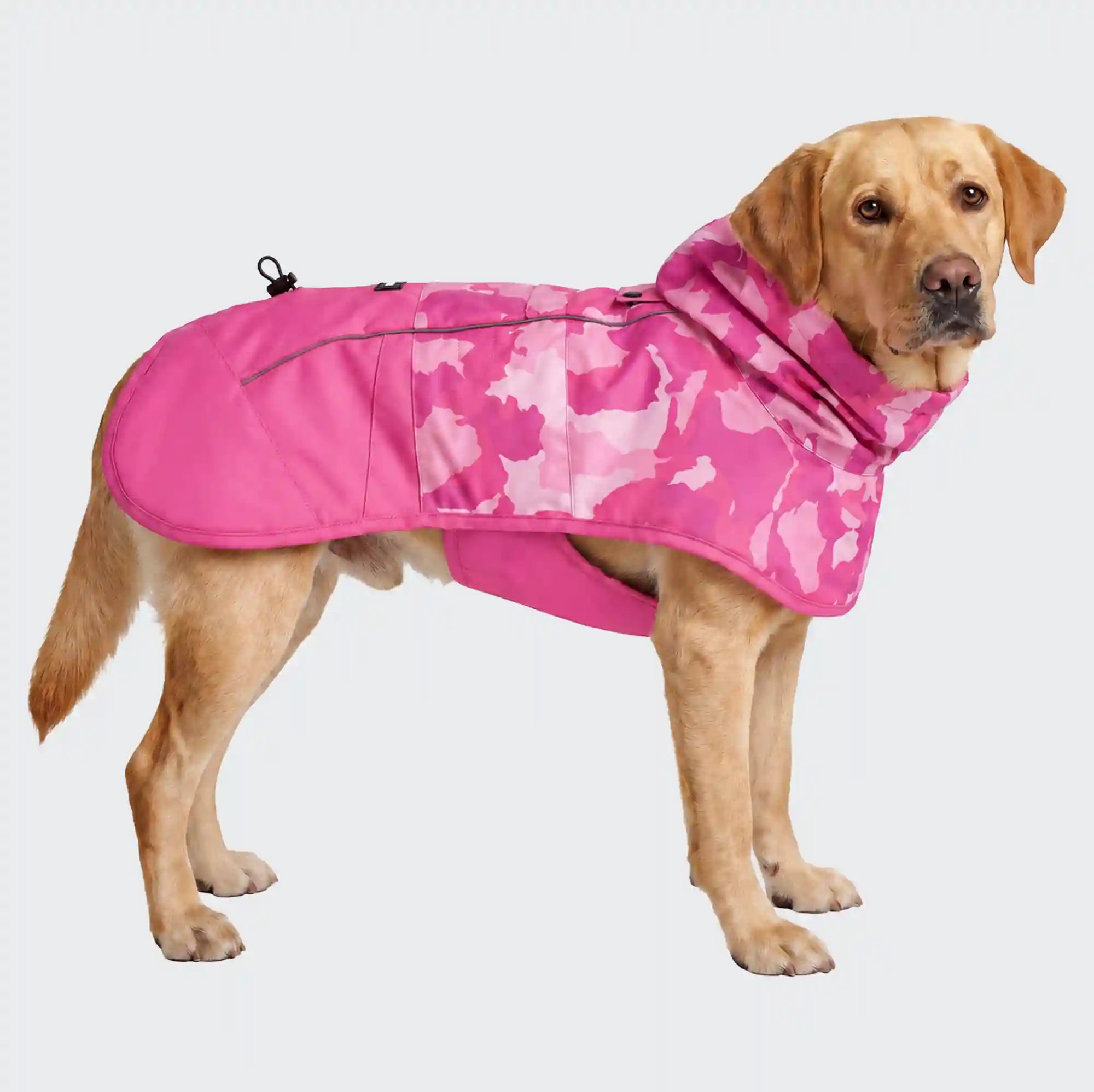 sparkpawsmaut.com