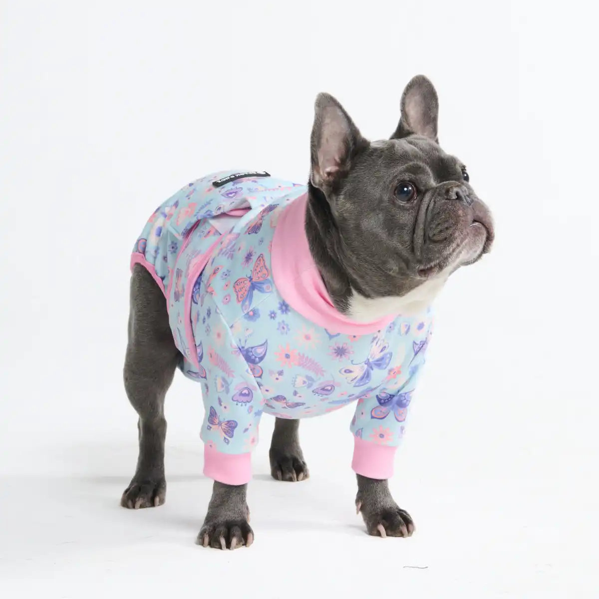 sparkpawsmaut.com
