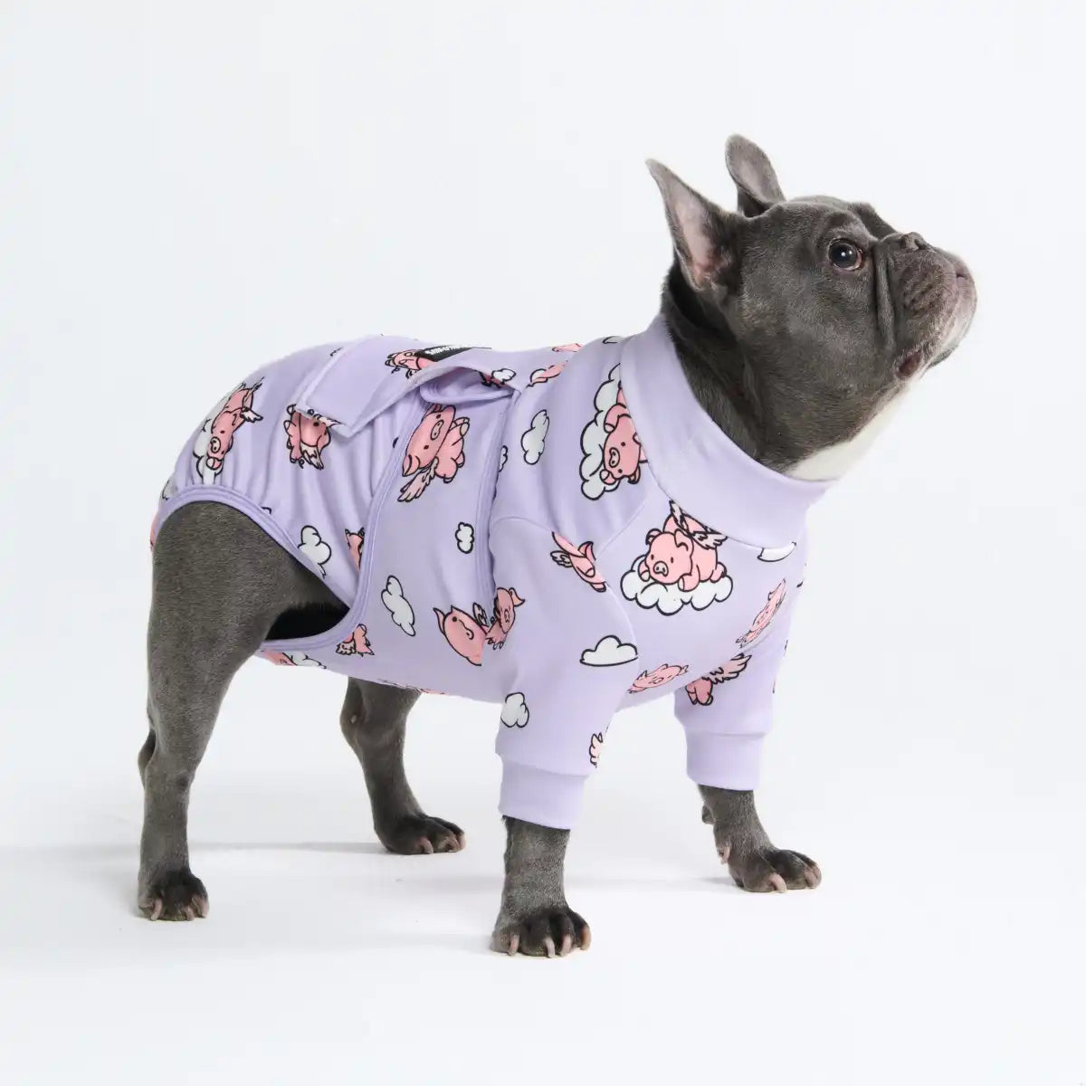 sparkpawsmaut.com