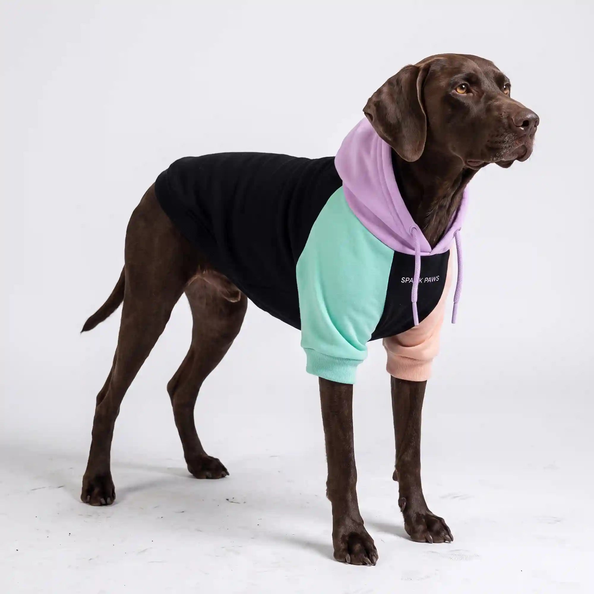 sparkpawsmaut.com