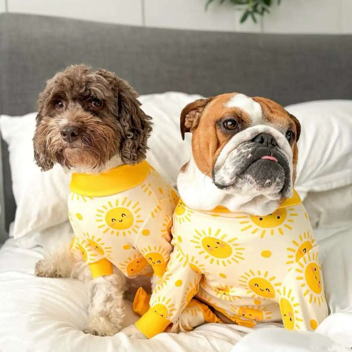 sparkpawsmaut.com