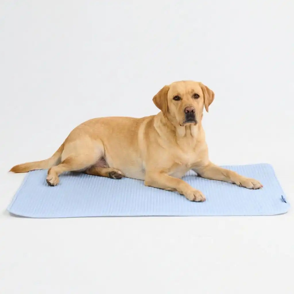 sparkpawsmaut.com