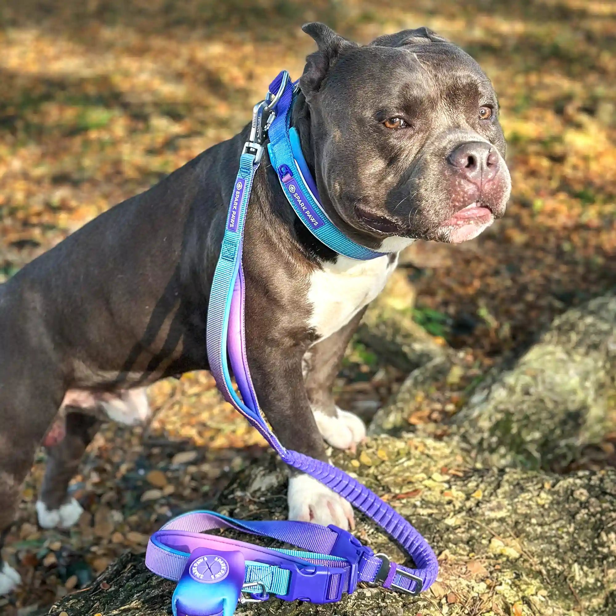 sparkpawsmaut.com