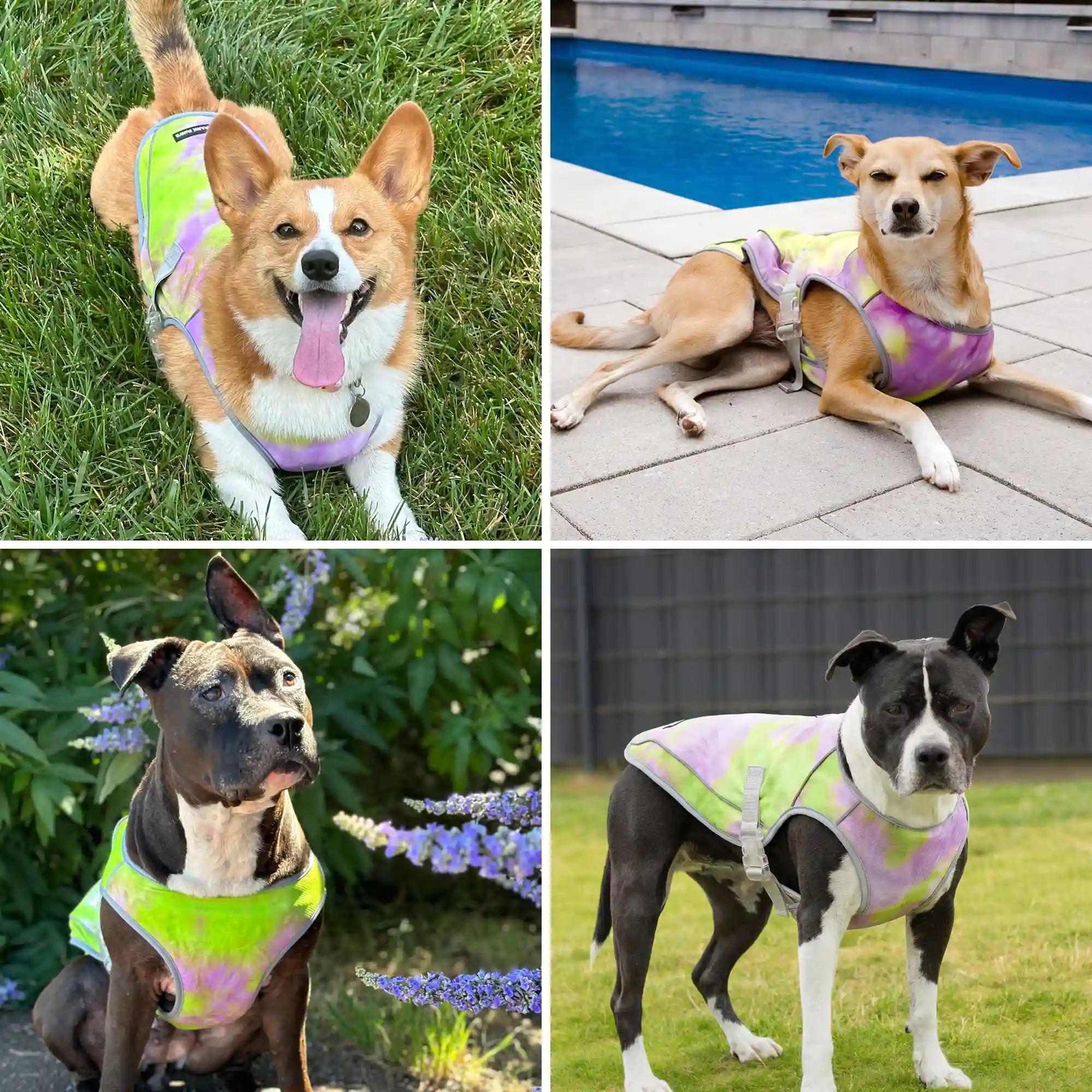 sparkpawsmaut.com