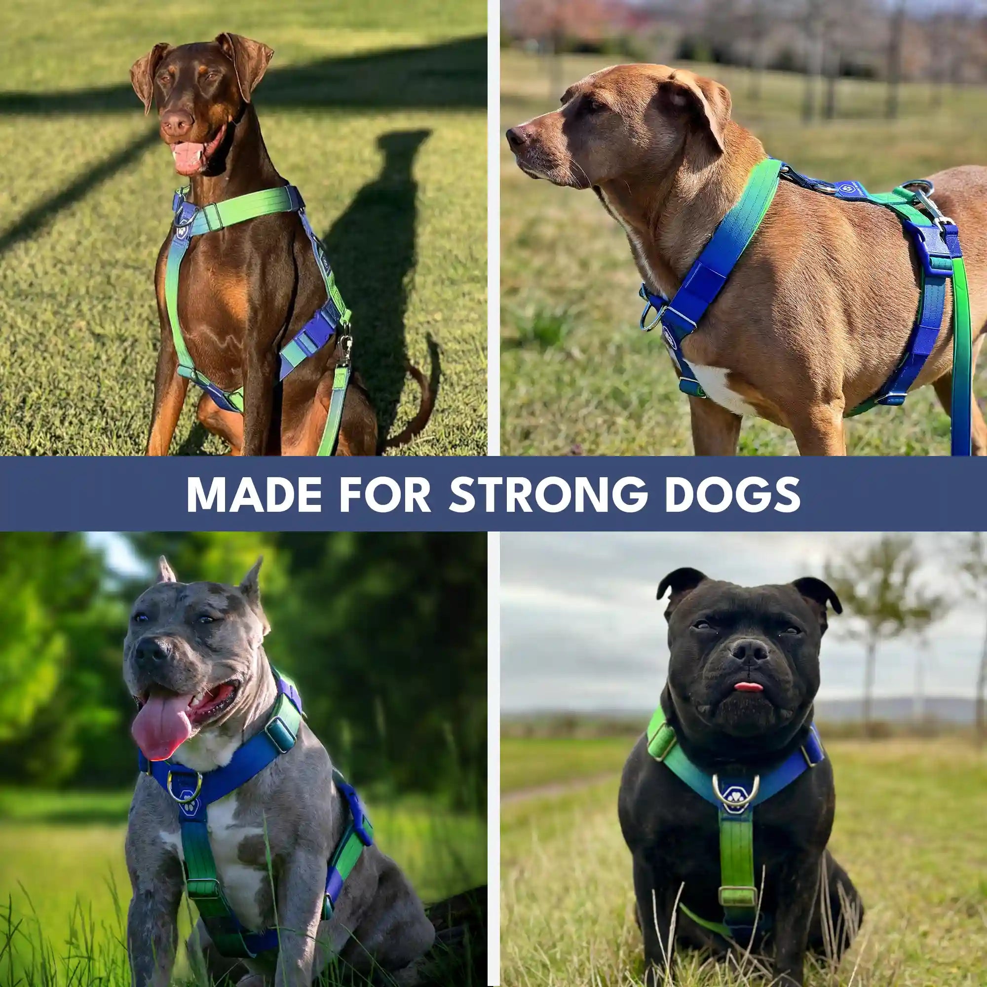 sparkpawsmaut.com