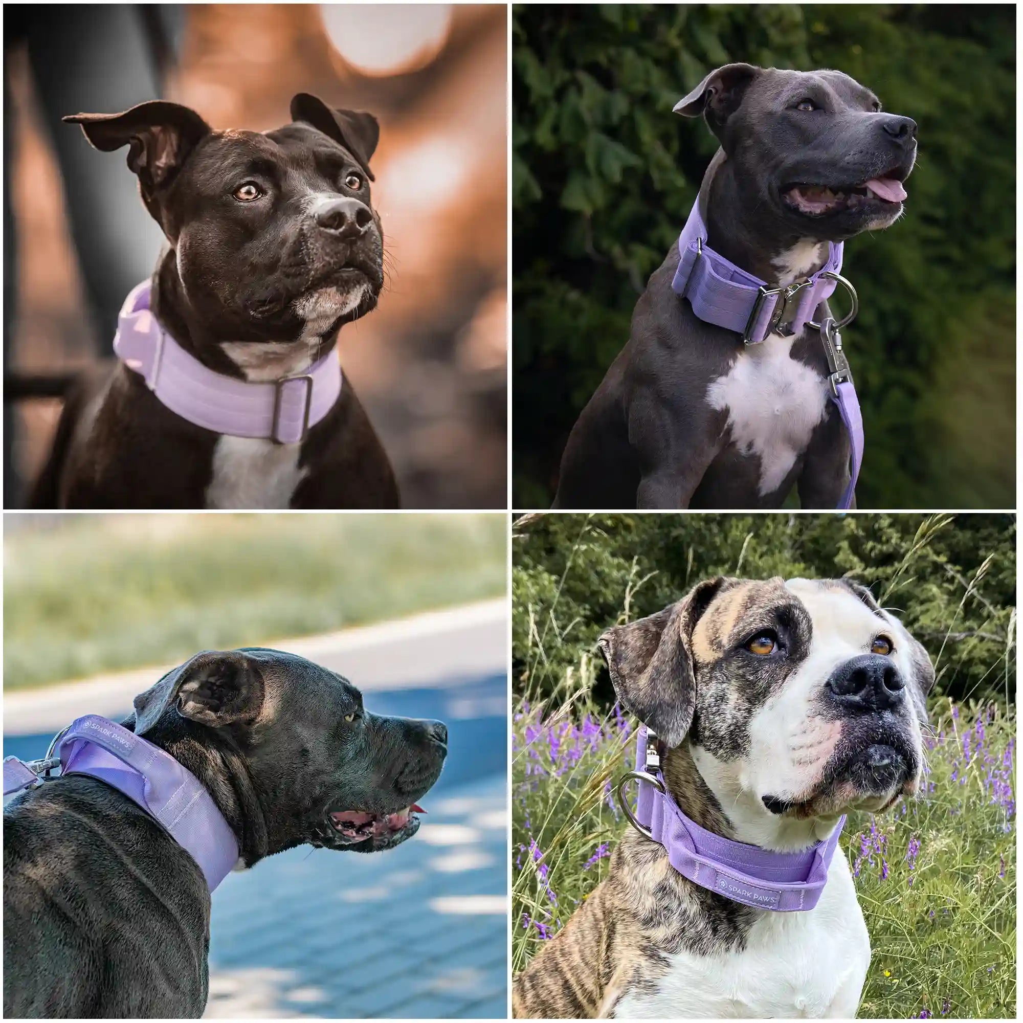 sparkpawsmaut.com