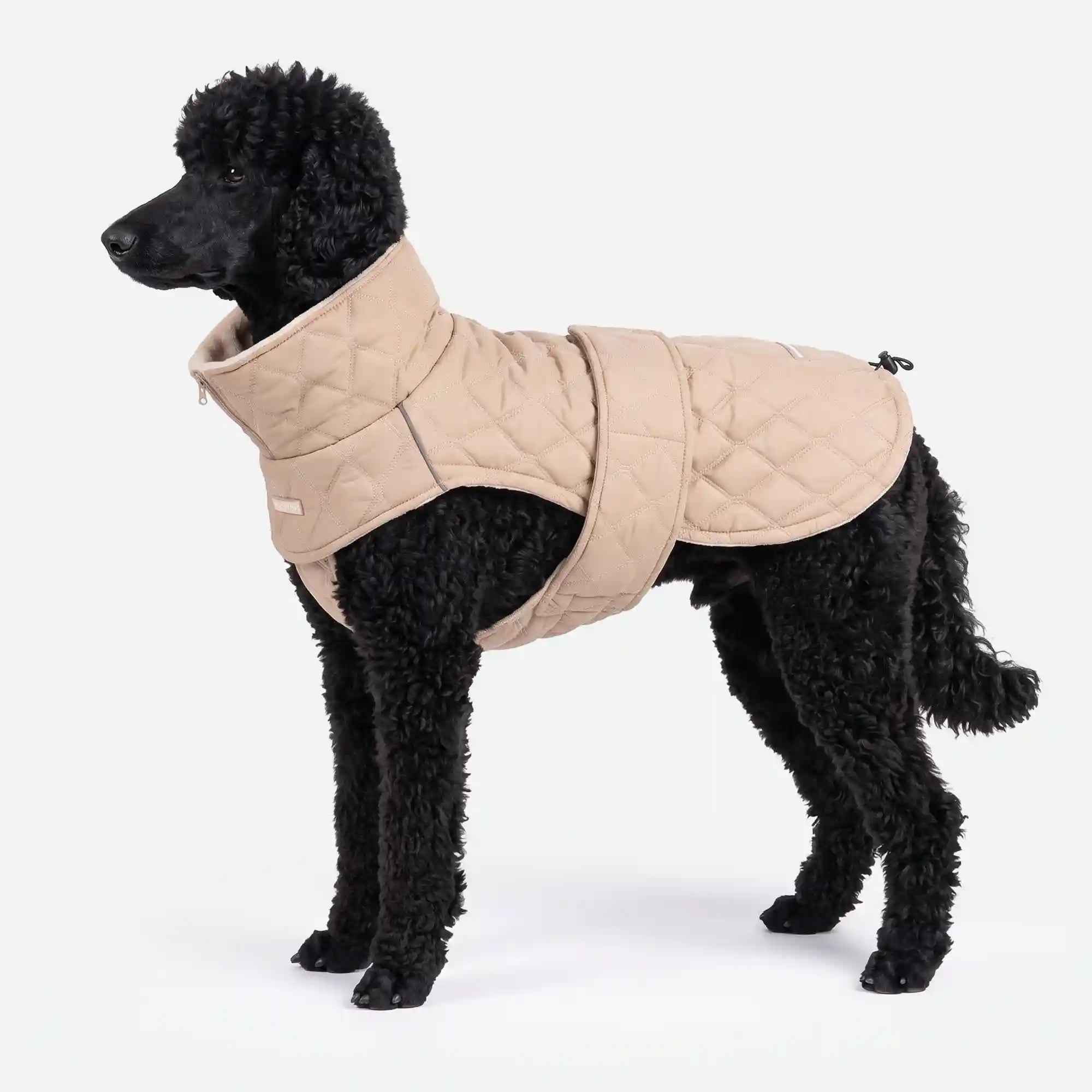sparkpawsmaut.com