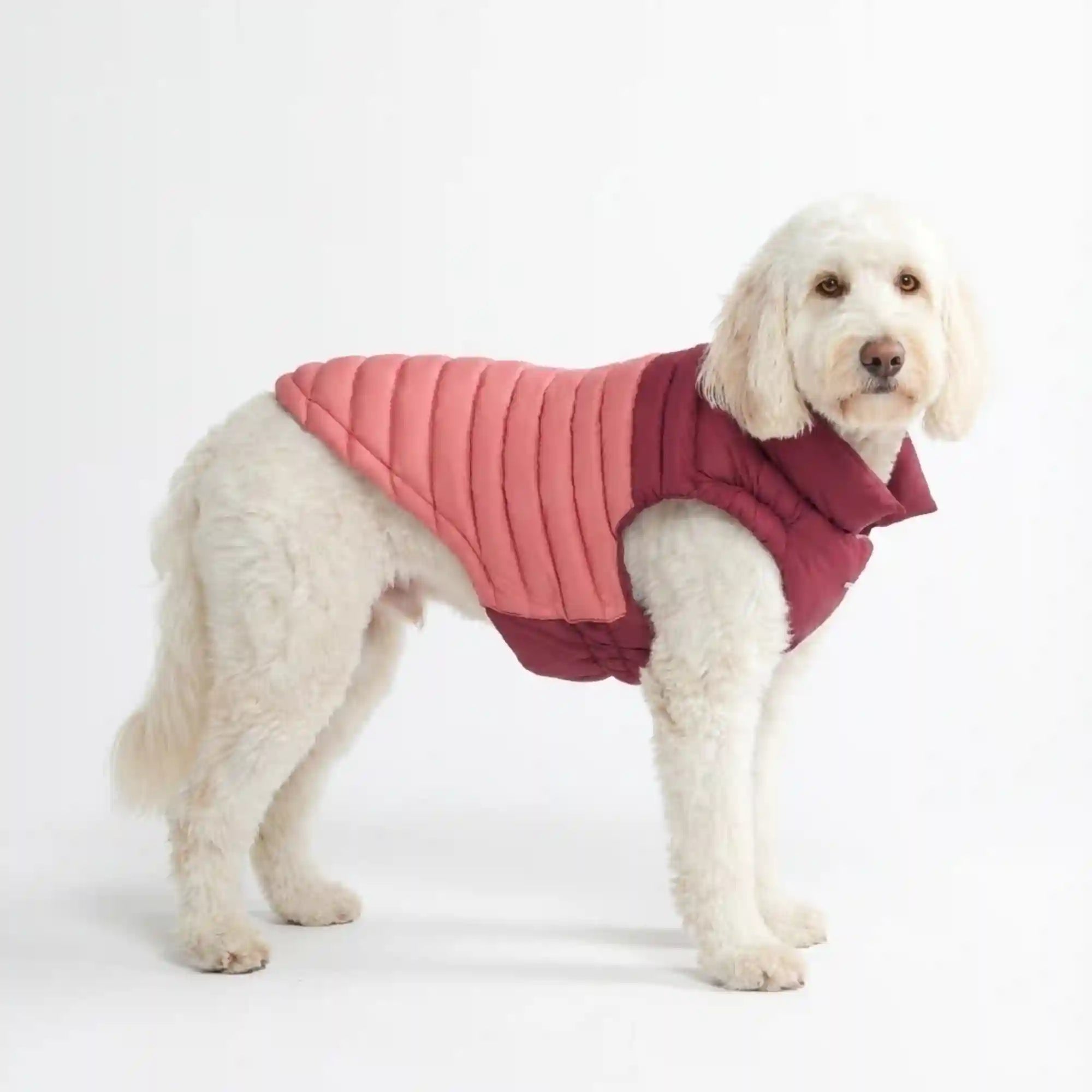 sparkpawsmaut.com
