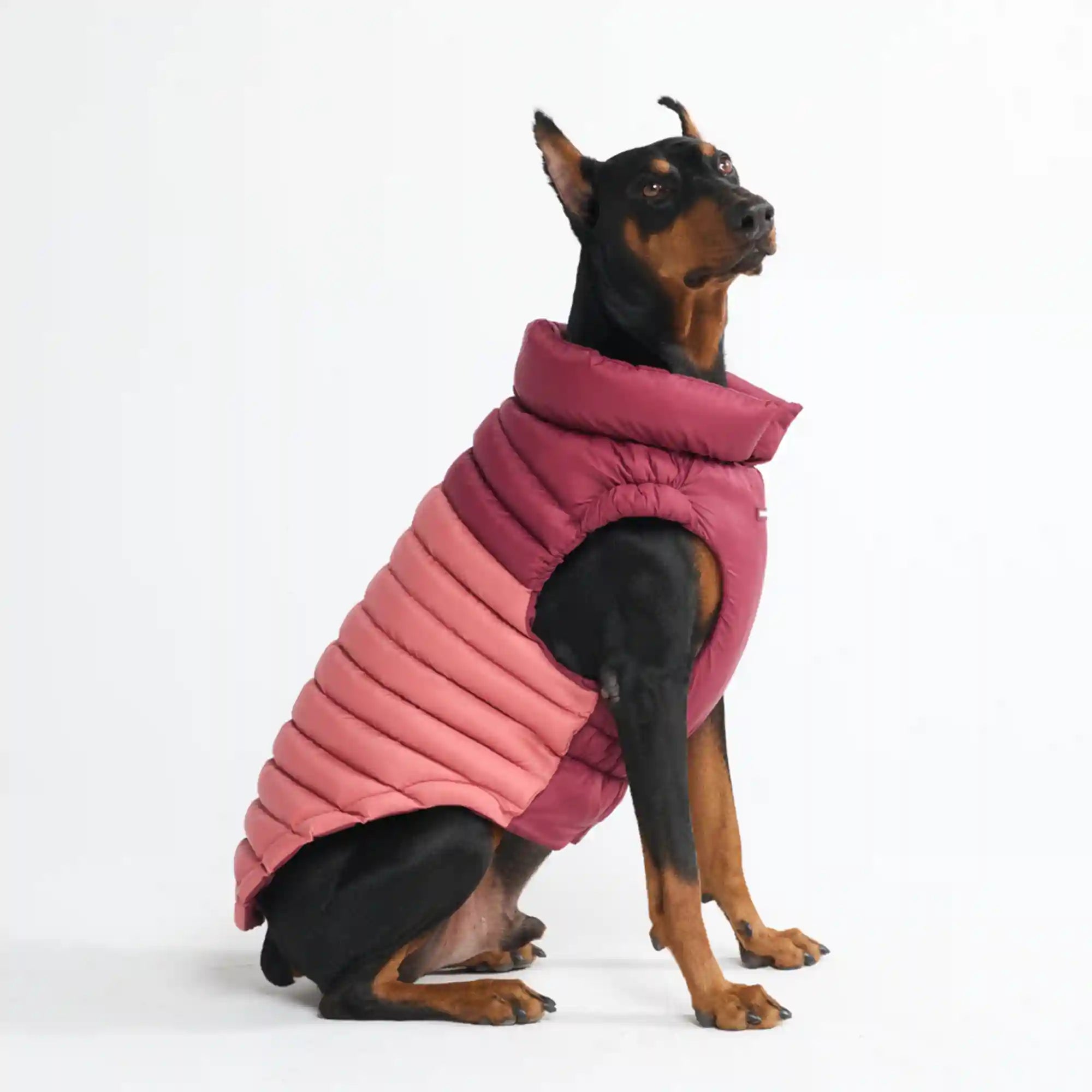 sparkpawsmaut.com