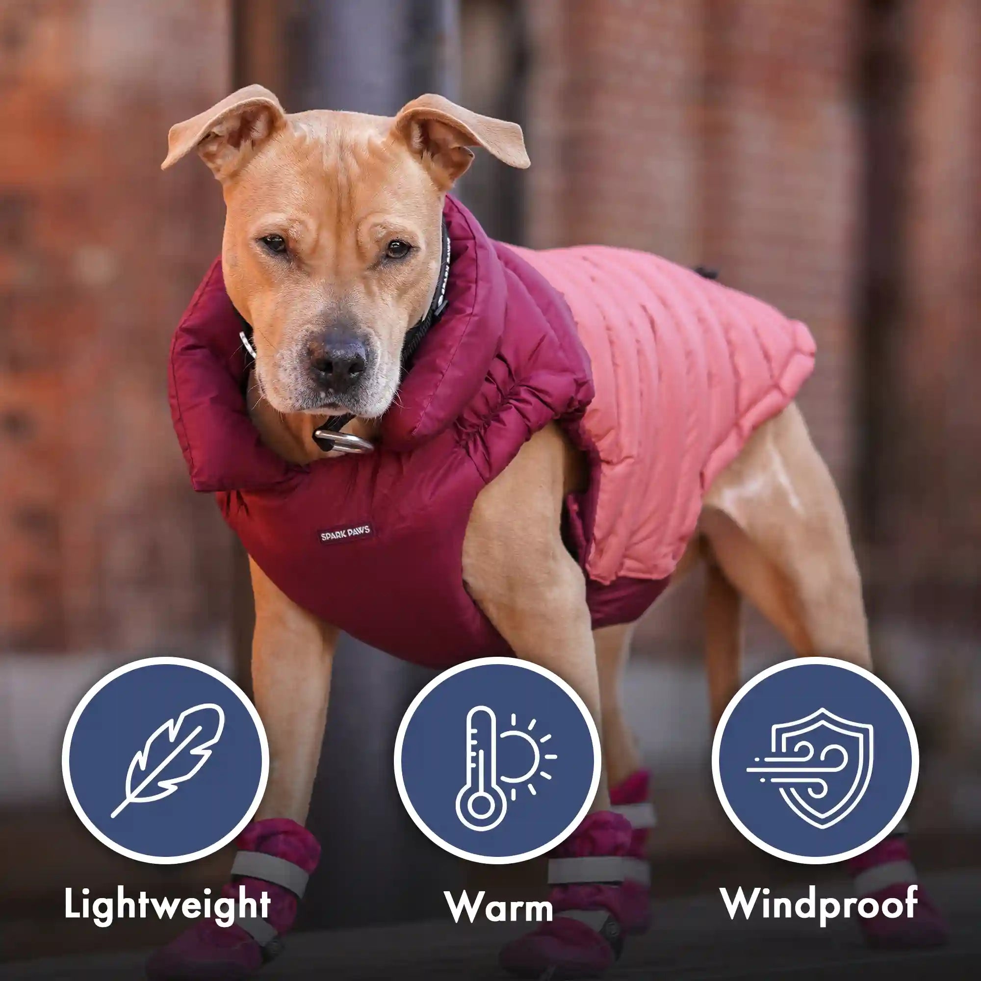 sparkpawsmaut.com
