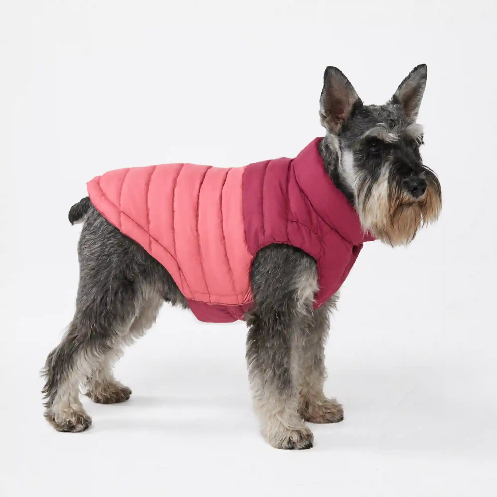 sparkpawsmaut.com
