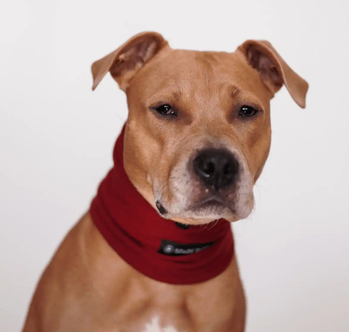 sparkpawsmaut.com