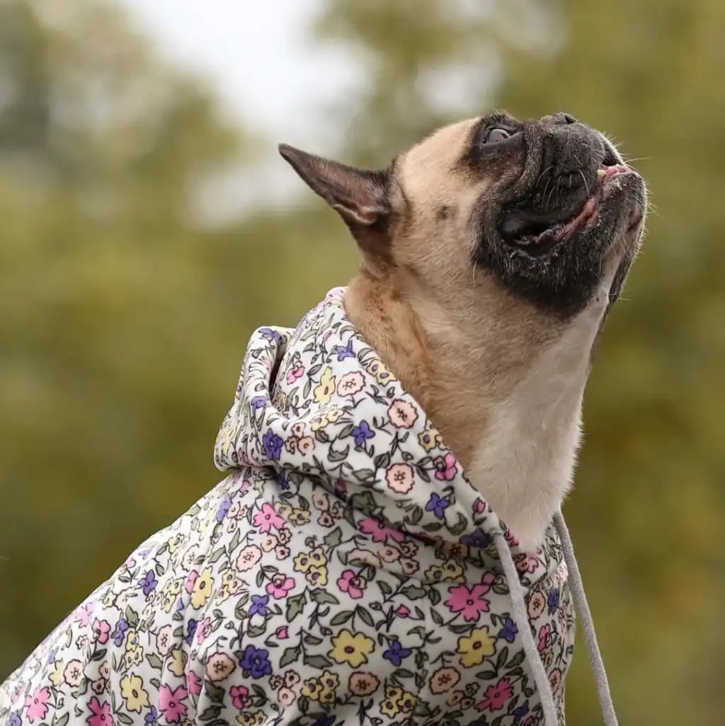 sparkpawsmaut.com