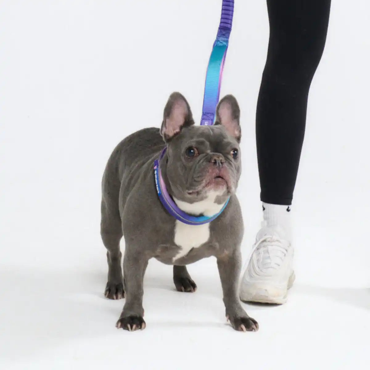 sparkpawsmaut.com