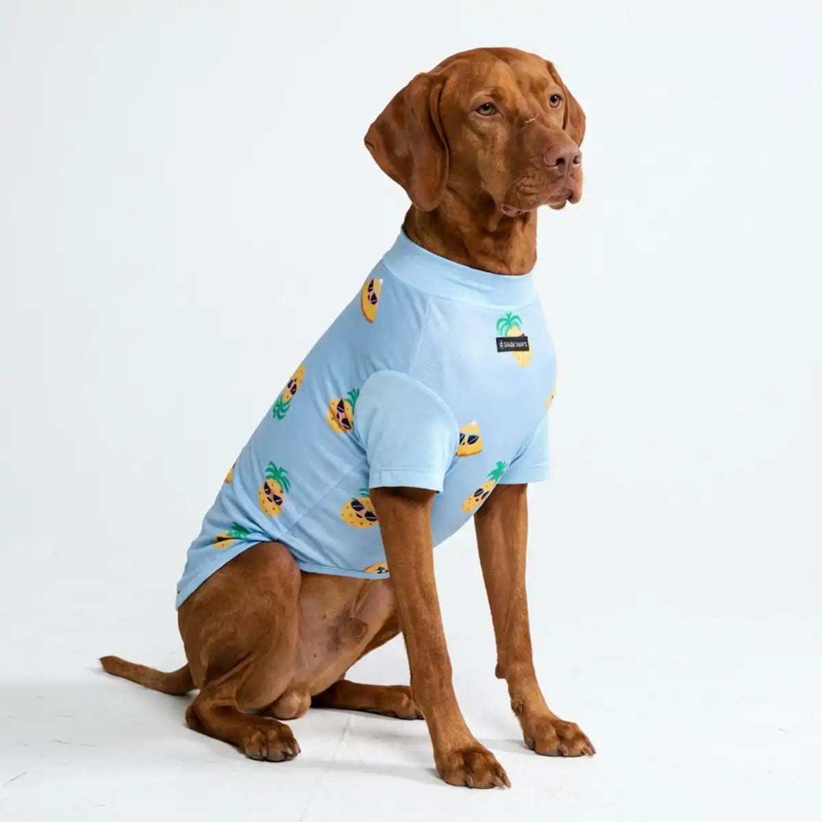 sparkpawsmaut.com