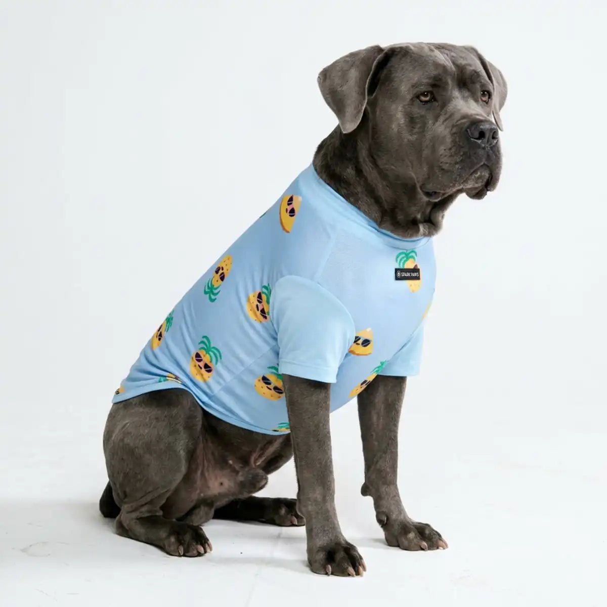 sparkpawsmaut.com