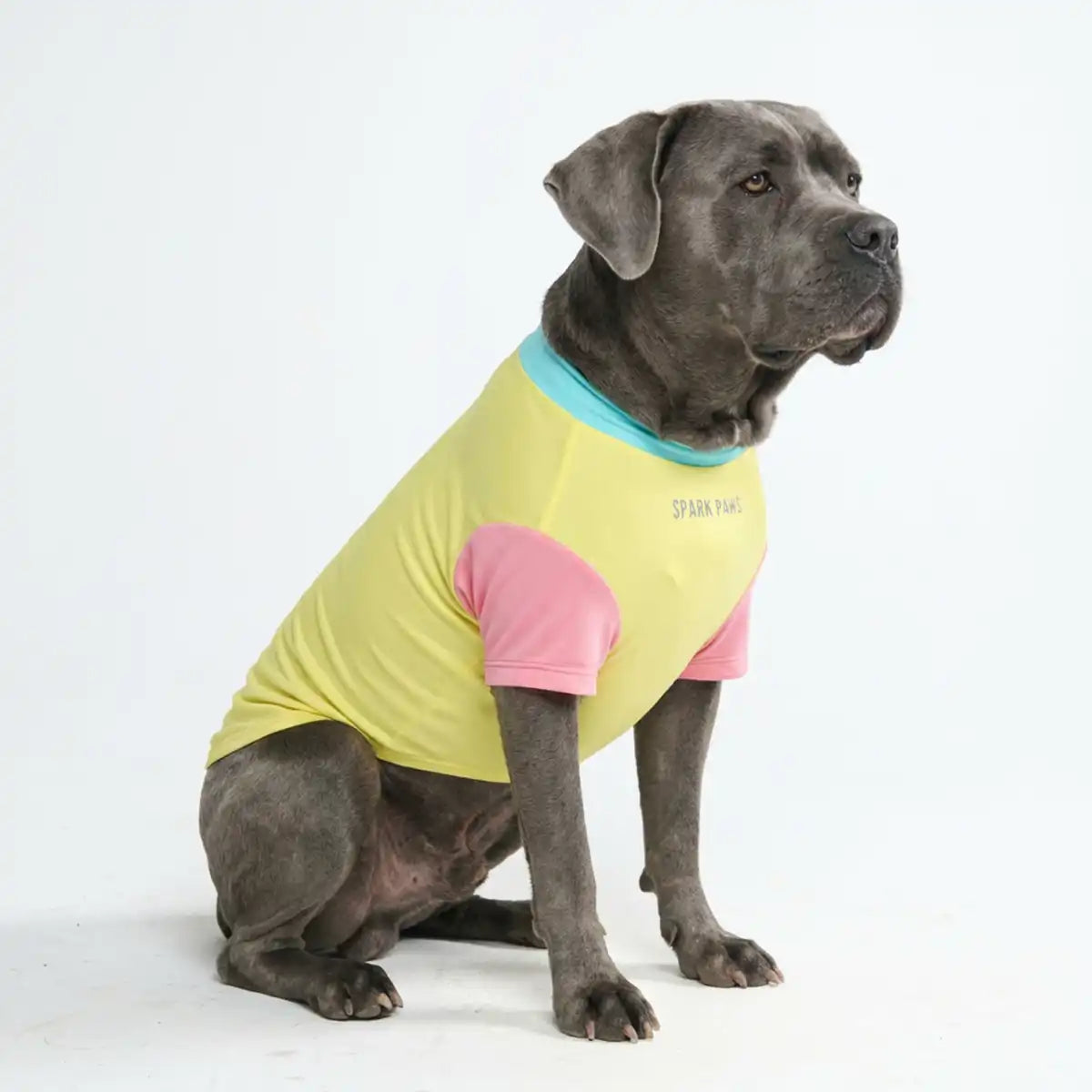 sparkpawsmaut.com