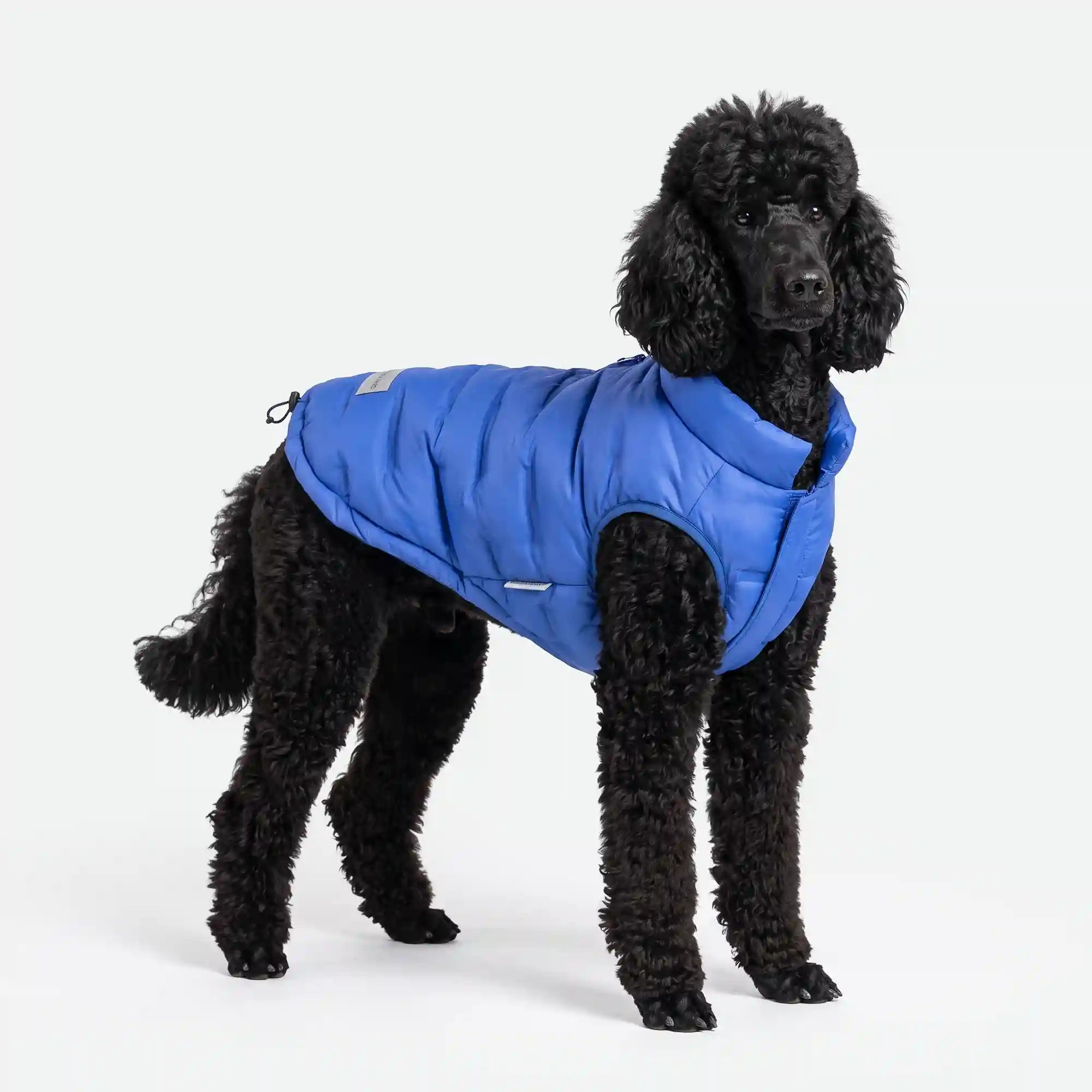 sparkpawsmaut.com