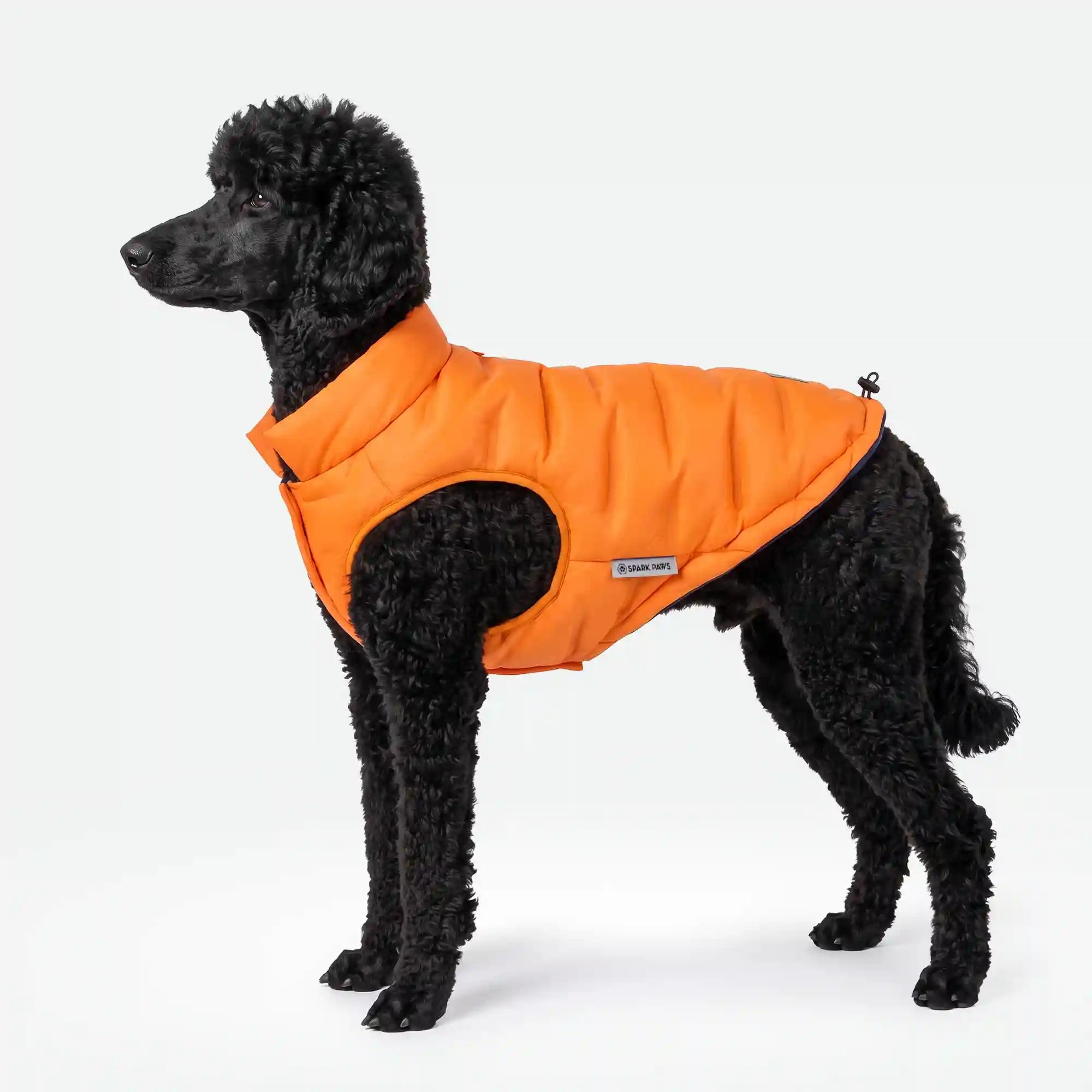 sparkpawsmaut.com