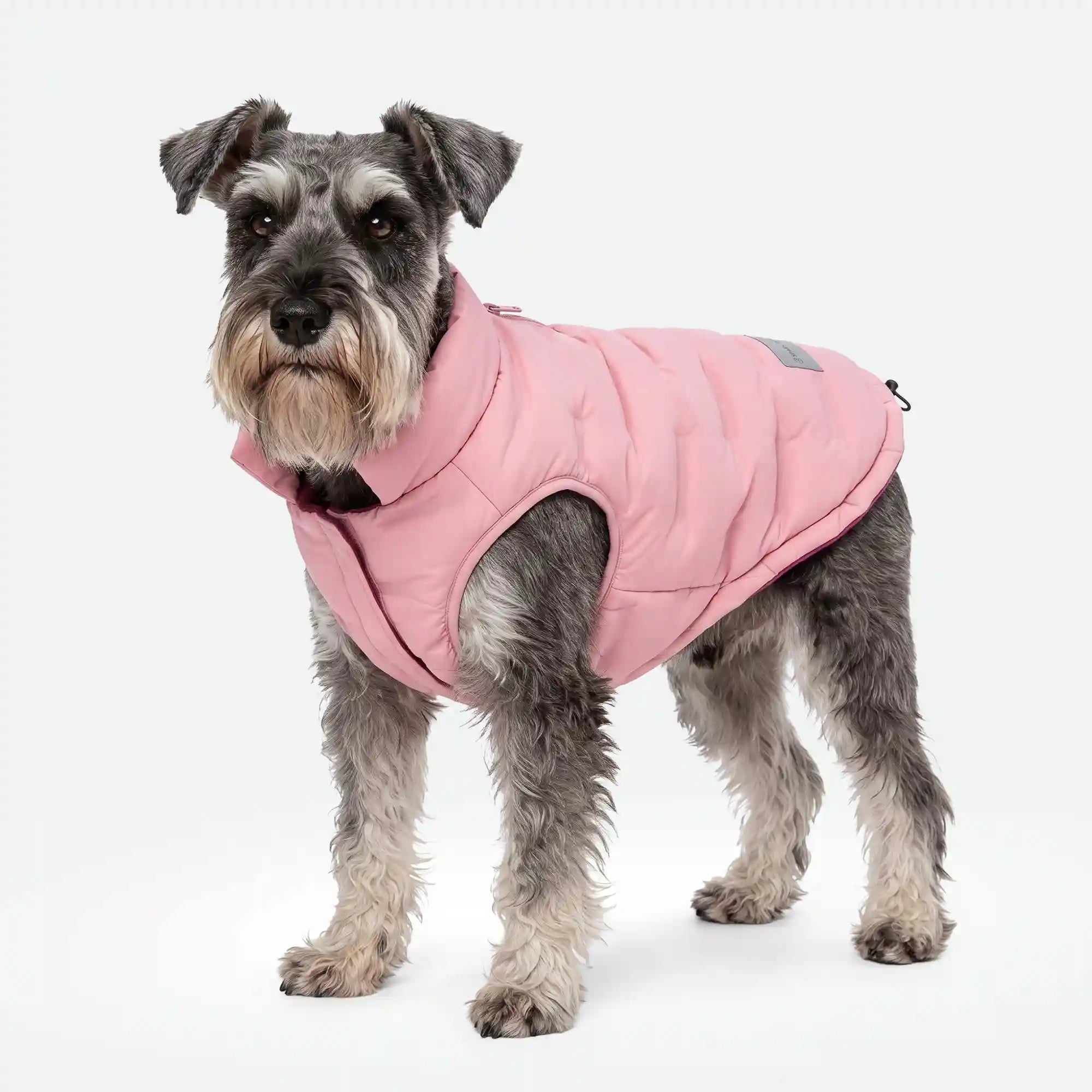 sparkpawsmaut.com