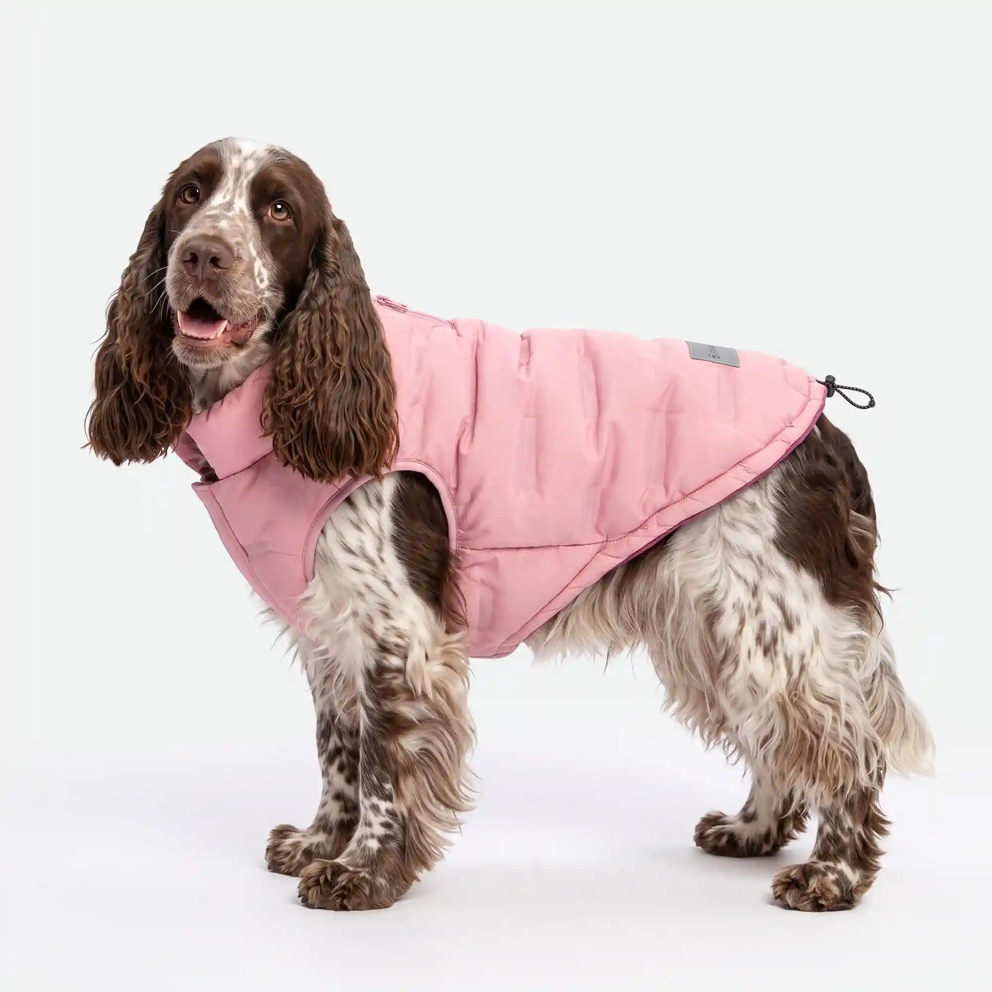 sparkpawsmaut.com