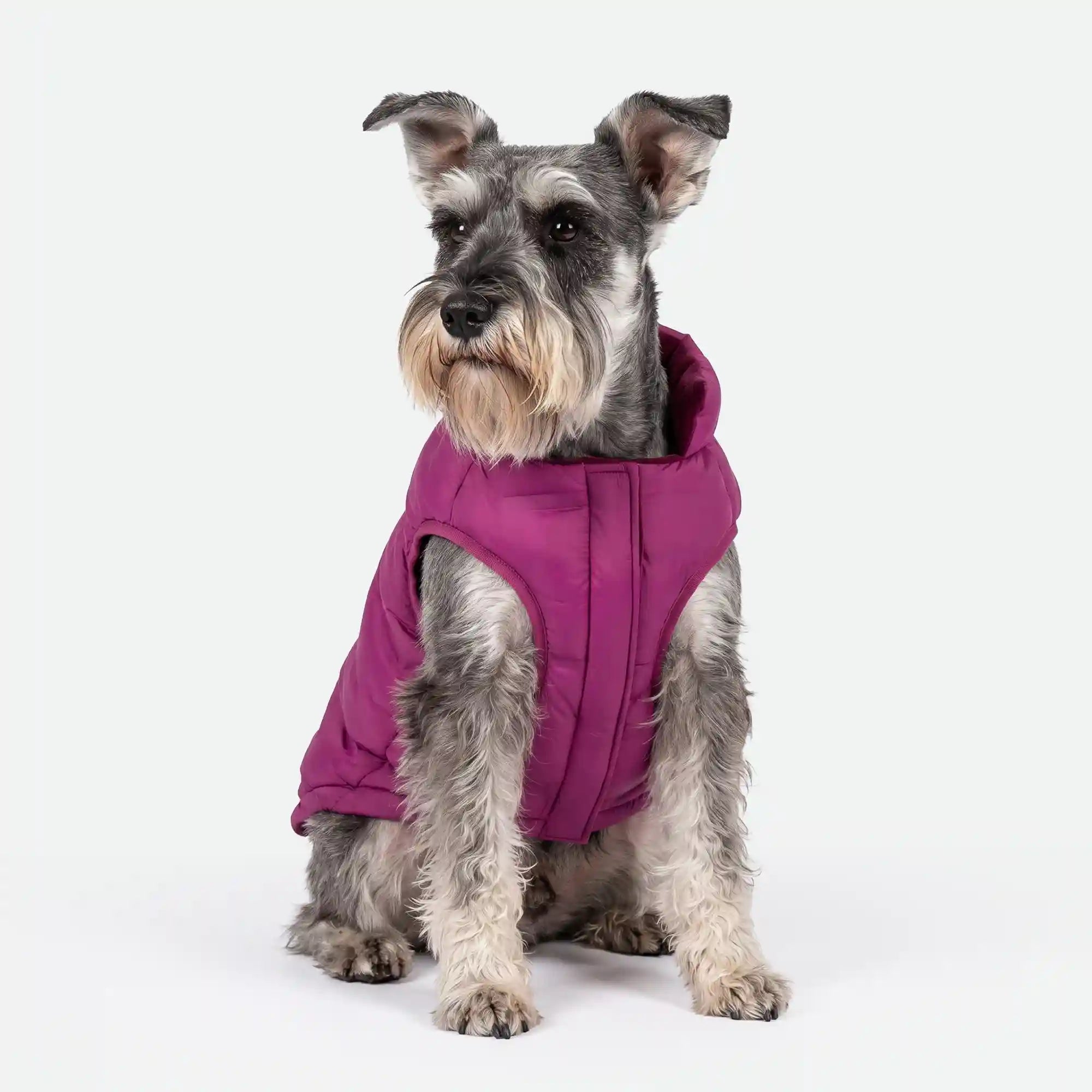sparkpawsmaut.com