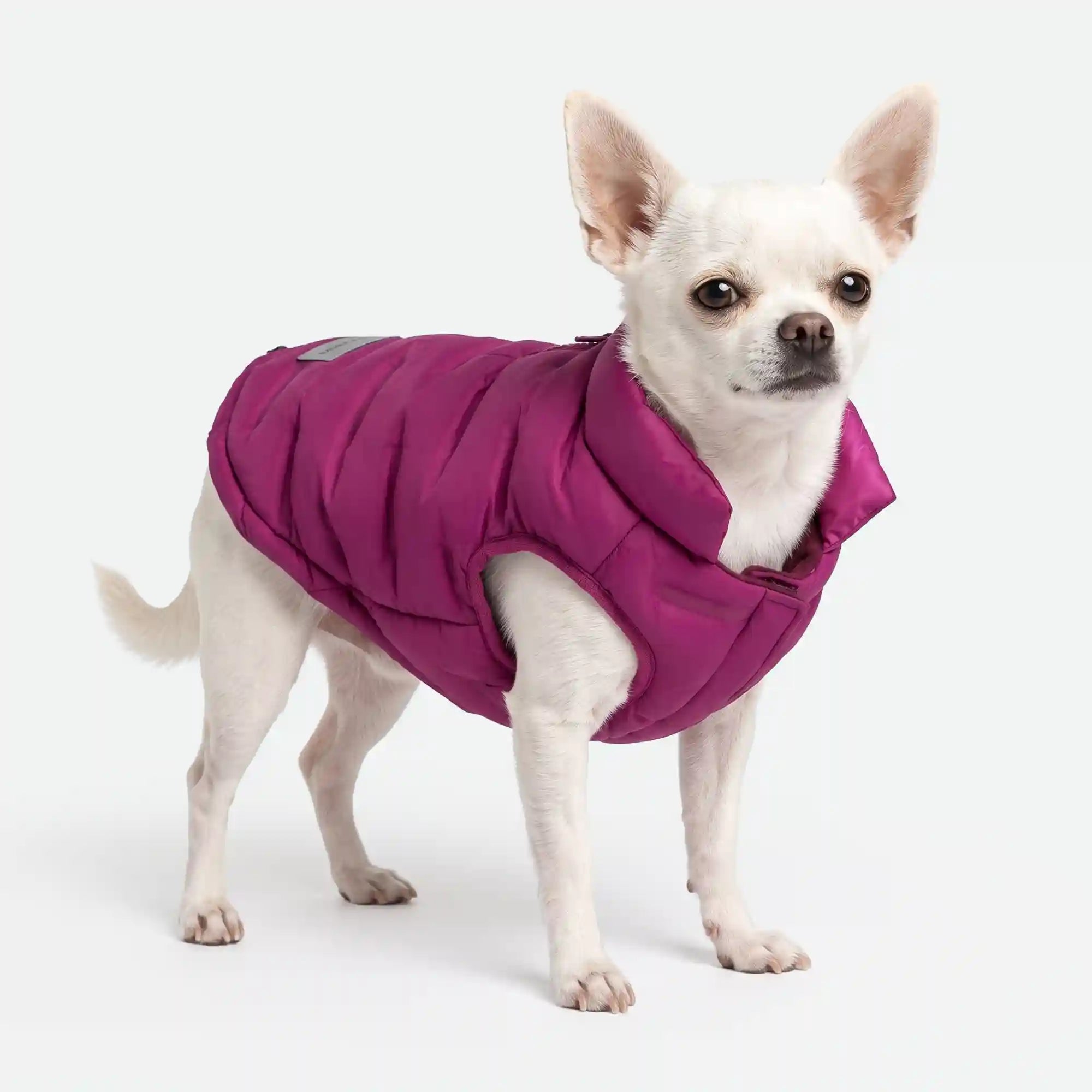 sparkpawsmaut.com