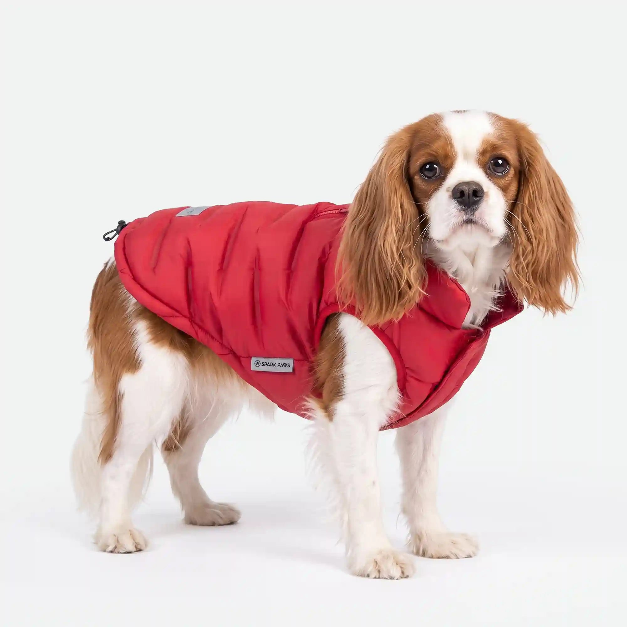 sparkpawsmaut.com