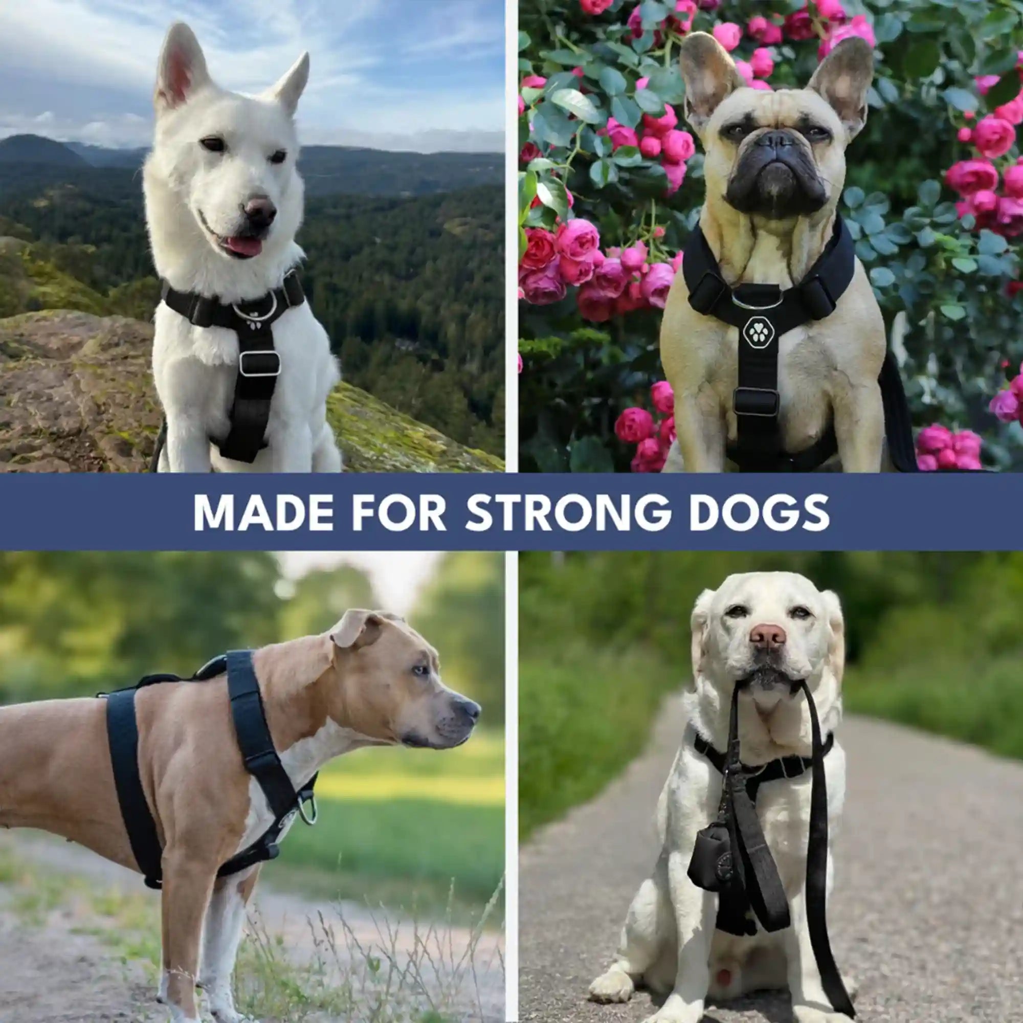 sparkpawsmaut.com