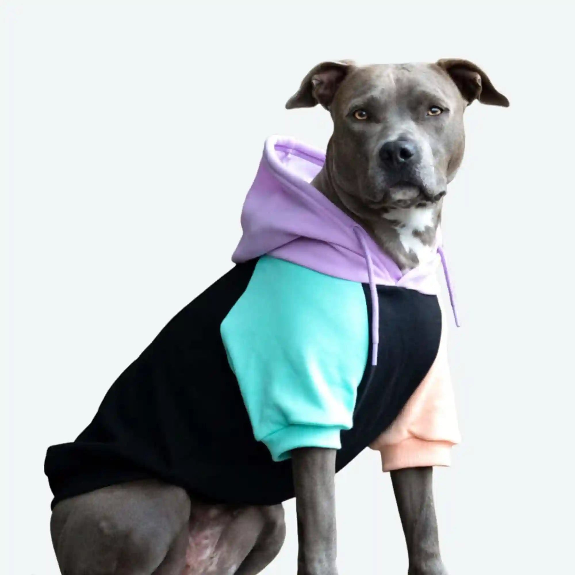 sparkpawsmaut.com