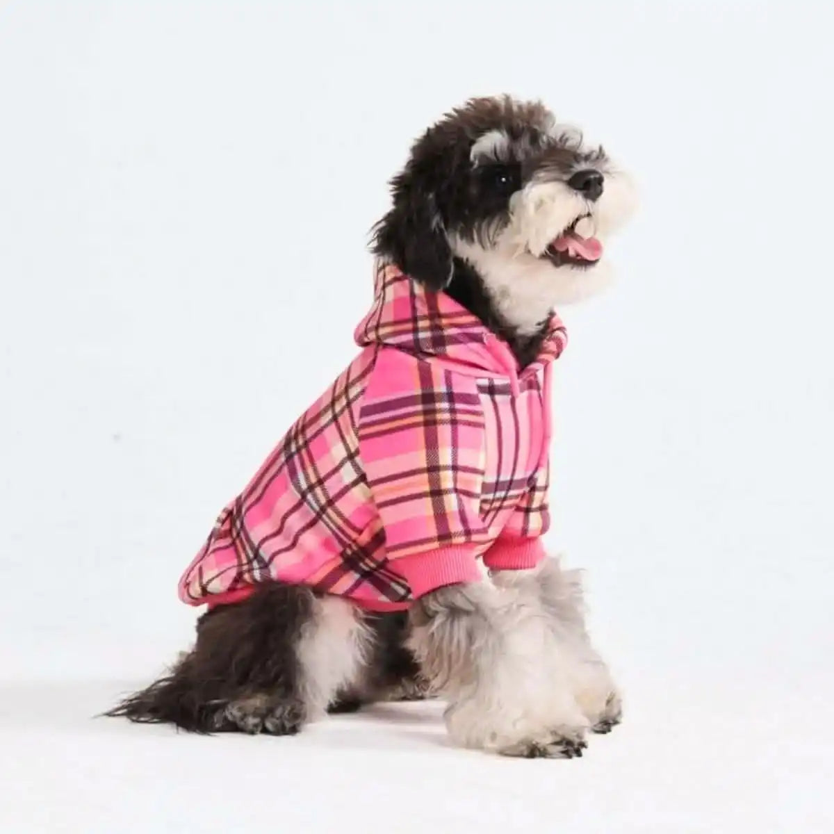 sparkpawsmaut.com