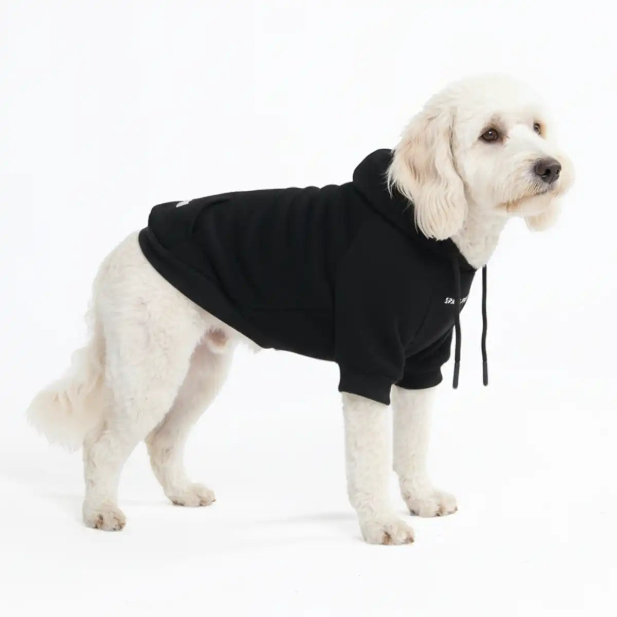 sparkpawsmaut.com