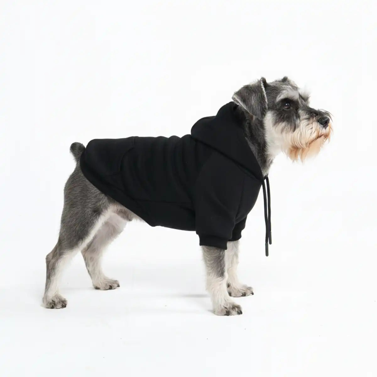 sparkpawsmaut.com