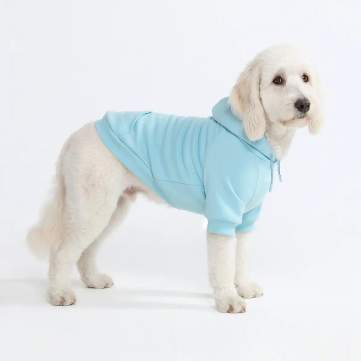 sparkpawsmaut.com