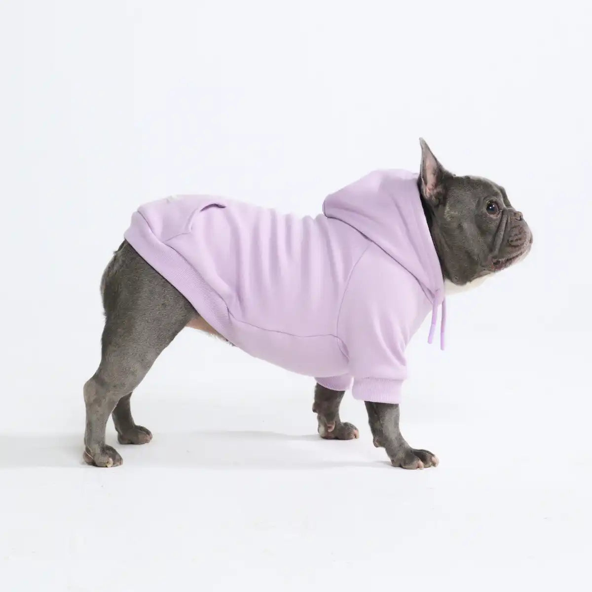 sparkpawsmaut.com