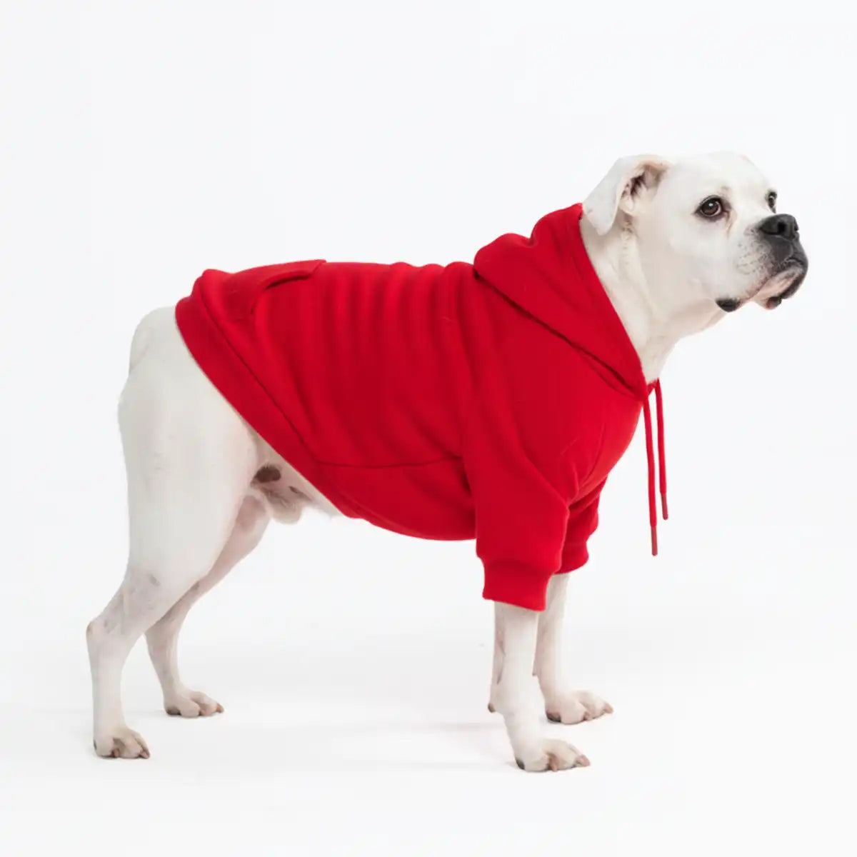 sparkpawsmaut.com