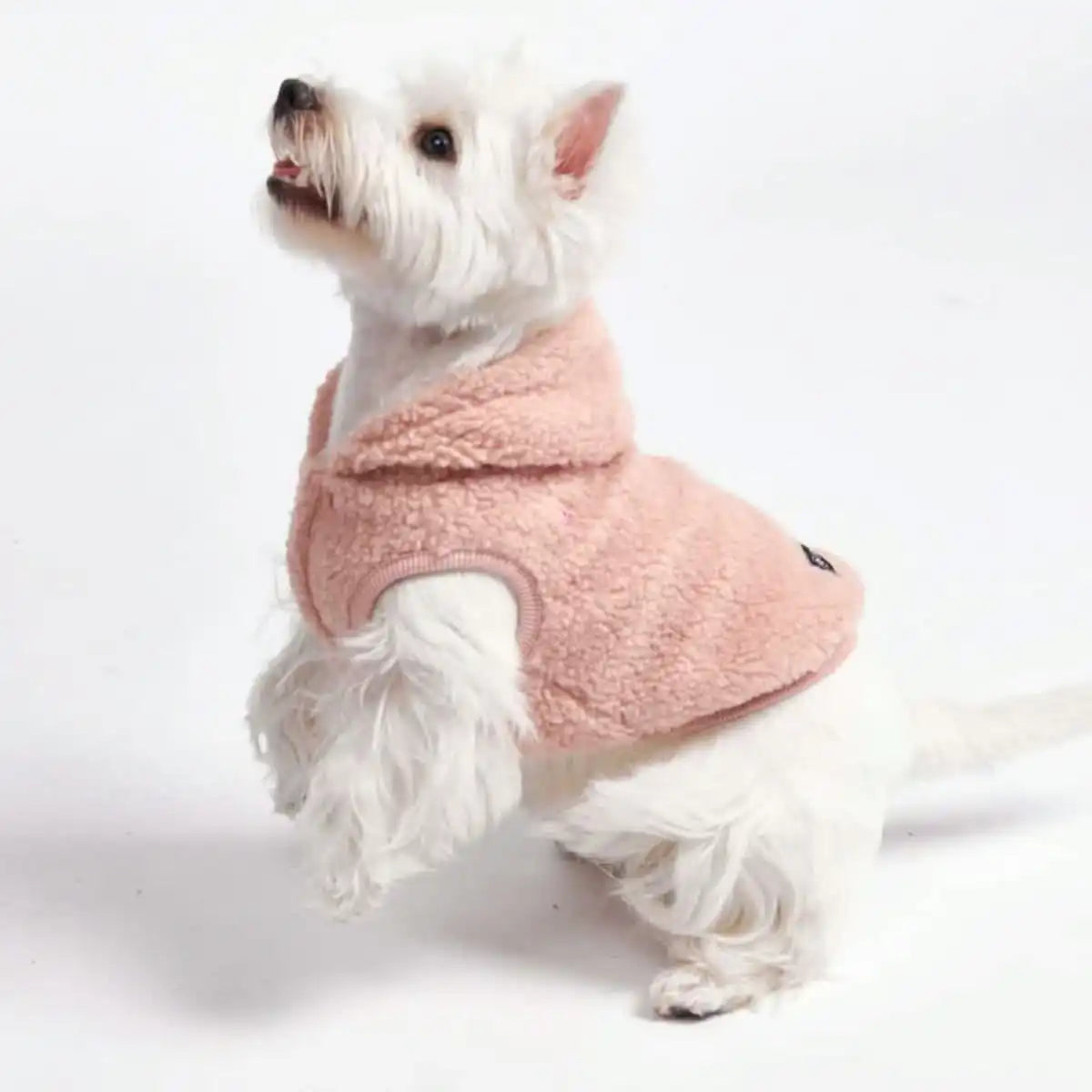 sparkpawsmaut.com