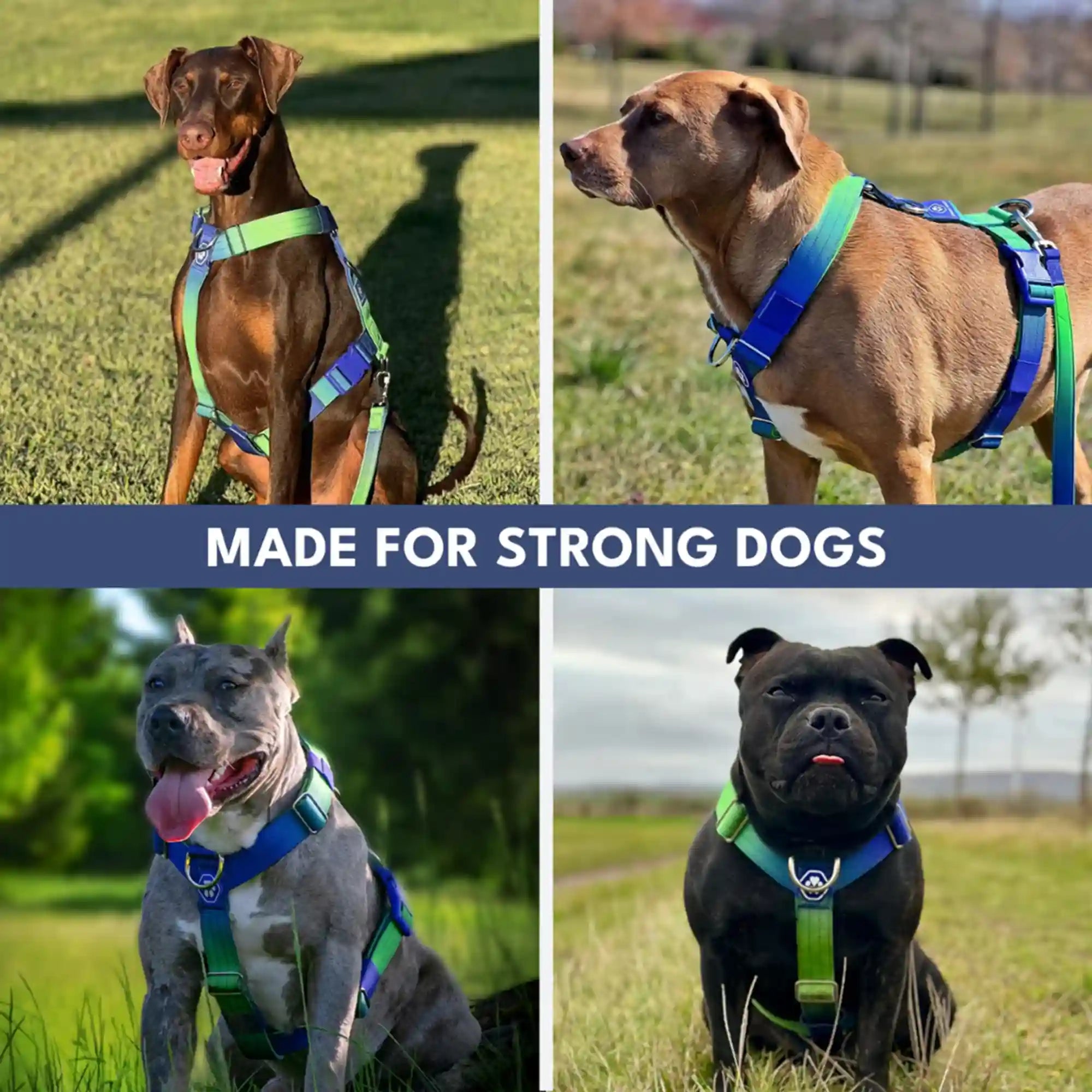 sparkpawsmaut.com