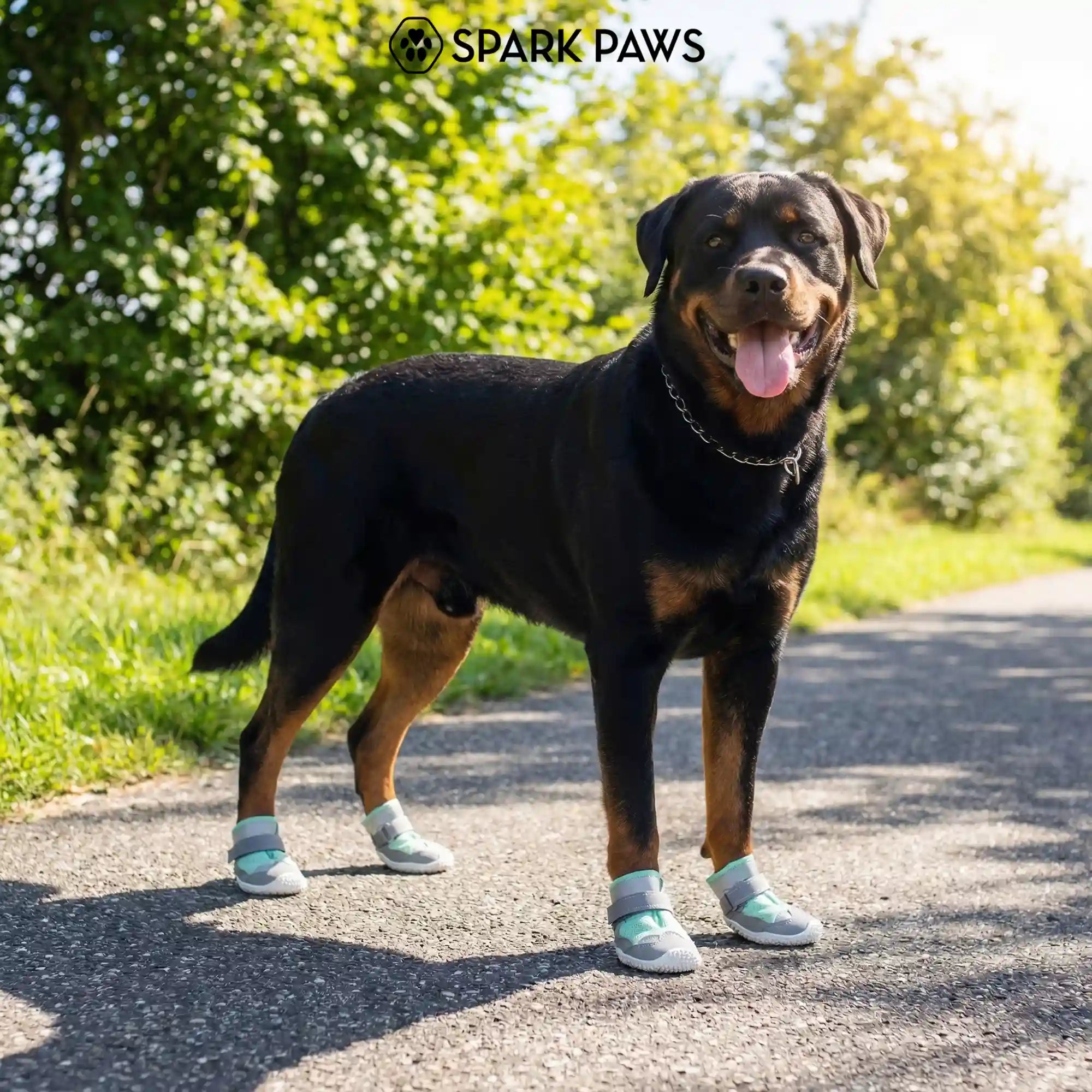 sparkpawsmaut.com